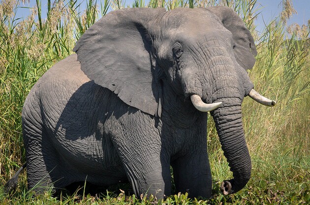 ivory-ban-advances-5-29-15-thumb-630x418-93262