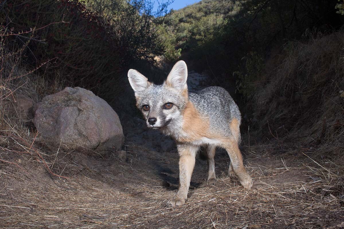 Western gray fox (Urocyon cinereoargenteus) of Griffith Park | Courtesy of Miguel Ordeñana