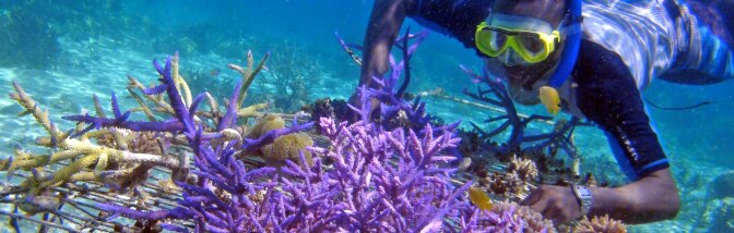 Rural coral farming project in the Solomon Islands | Photo: Wade Fairley, 2012.