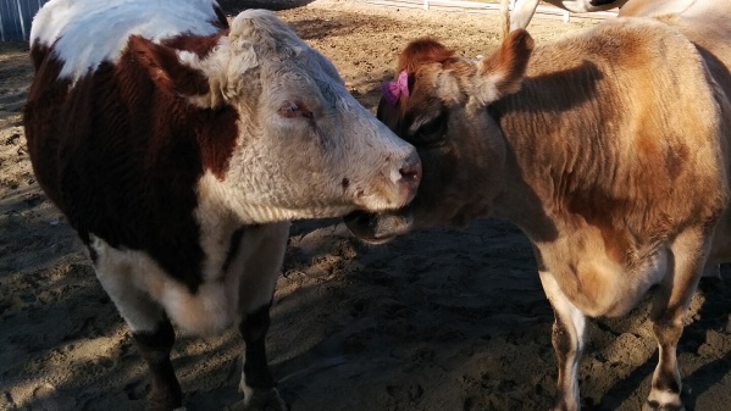 gentlebarn