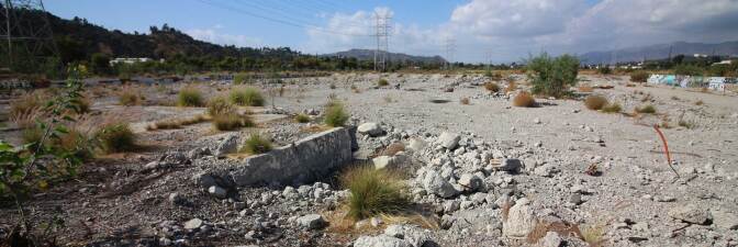 Plants growing amid broken concrete and rubble at Taylor Yard. | Courtney Cecale
