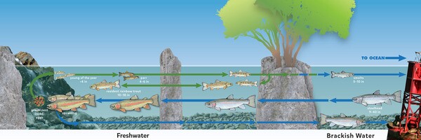 Life cycle of a steelhead (Click to enlarge) | Courtesy of Aquarium of the Pacific