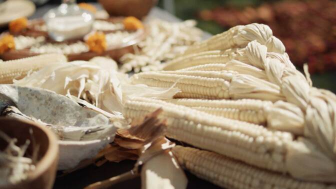 Seneca white corn grown at the Cultural Conservancy. | Still from "Tending Nature" episode “Cultivating Native Foodways with the Cultural Conservancy."