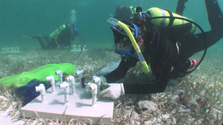 Reef Revival - Trailer