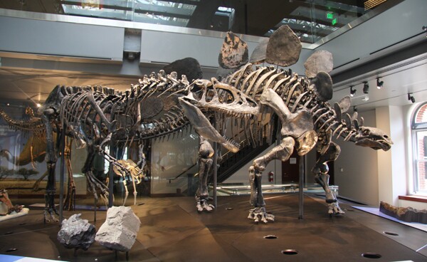 Stegasaurus_600