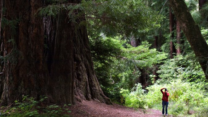 navarro river redwoods state park