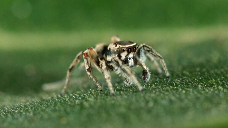 The Secrets of Spider Seduction