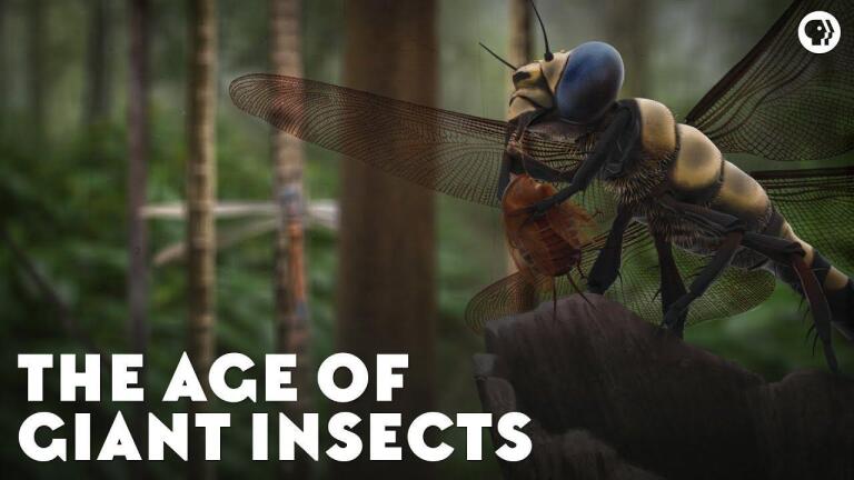 The Age of Giant Insects