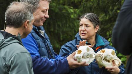 Black Bear vs. Brown Bear