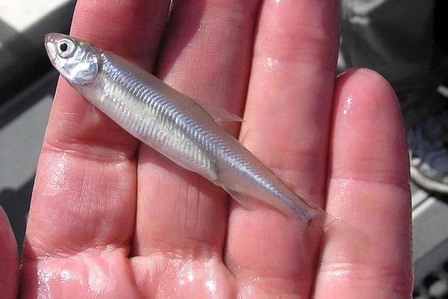 delta-smelt-fish-in-hand-725x484-thumb-630x420-94646