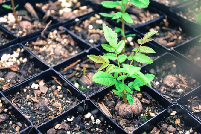 Walnut Seedling