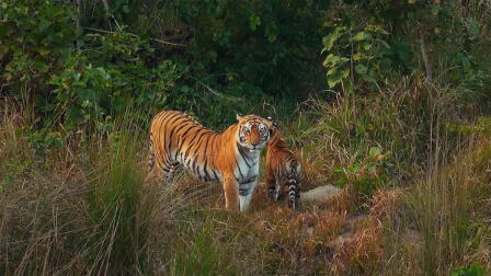 A Mother Tiger's Desperate Search for Her Cub