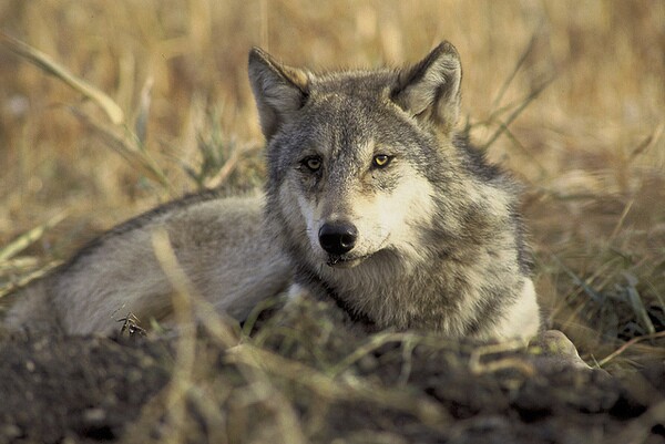 gray-wolf-democrats-3-20-14-thumb-600x401-70790