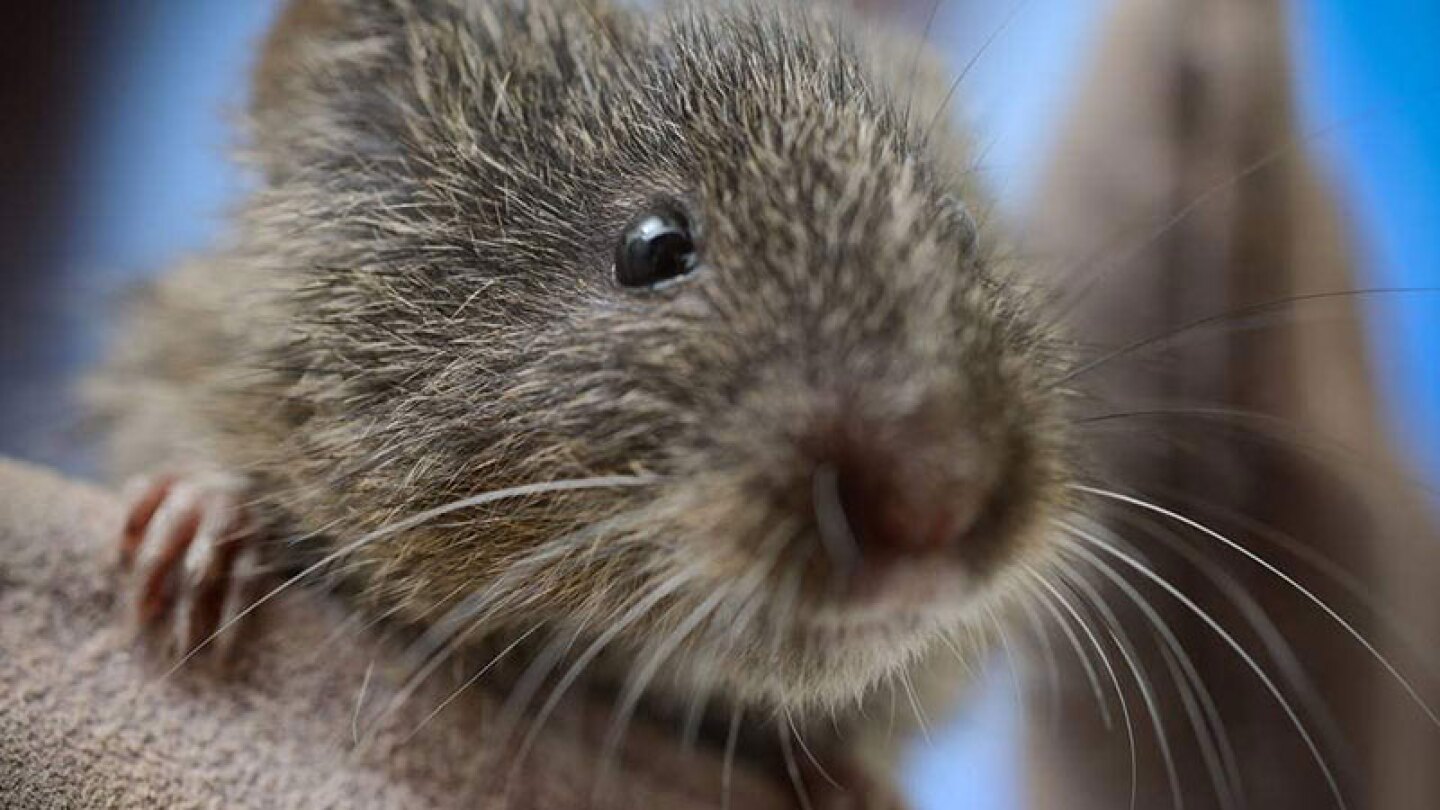 At extinction's door; the Amargosa vole | Photo: UC Davis