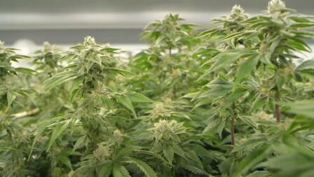 Why Canabis Taxes Are Increasing in California