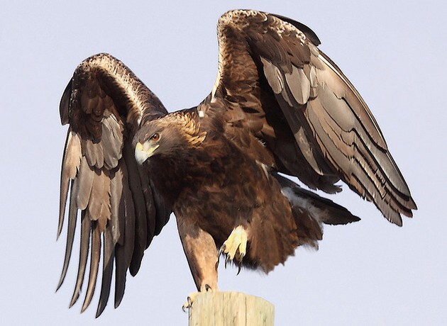 golden-eagle-2-18-15-thumb-630x460-88277