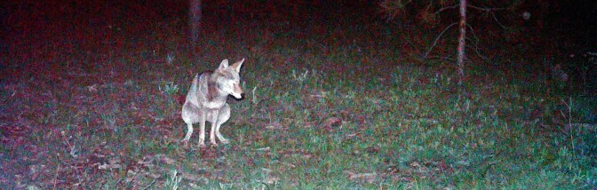 coyote-poop-banner-6-30-16.jpg