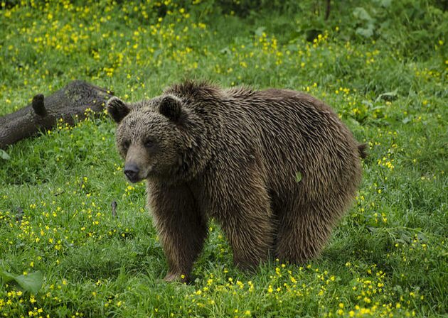 european-brown-bear-12-23-14-thumb-630x448-85714