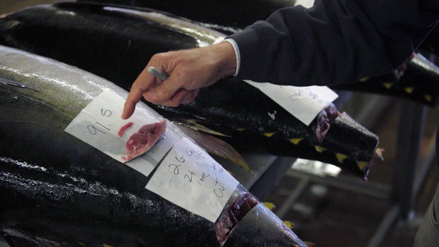 Seafood purveyor in San Diego grading the quality of the fish with a tail cut. (large) | Earth focus