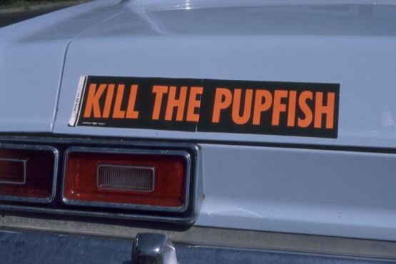 KILL THE PUPFISH bumper sticker, circa 1970. | Photo: Phil Pister collection.