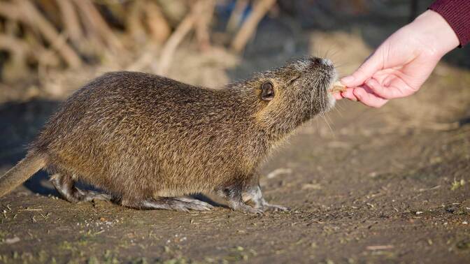 A woman feeds a piece of dry bread to a coypu, also known as a nutria. | Christoph Schmidt/picture alliance via Getty Images