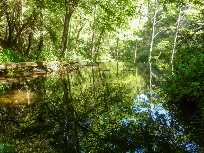 Trees reflect off the surface of a body of water at the Sturtevant Falls hike in the Chantry Flat area of the Angeles National Forest.