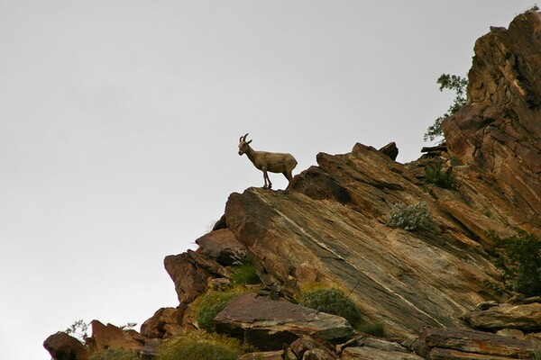 peninsular-bigorn-sheep-11-25-13-thumb-600x400-64646