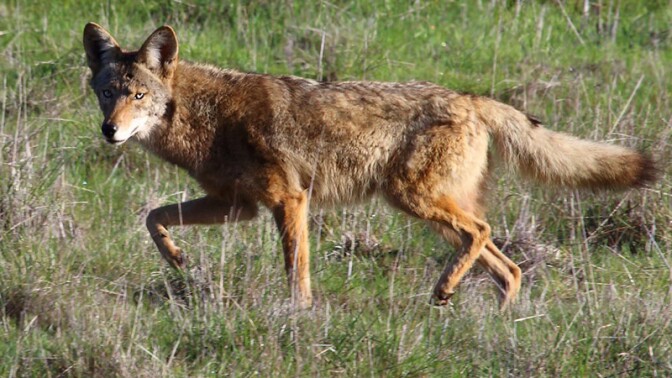coyote-9-28-16.jpg