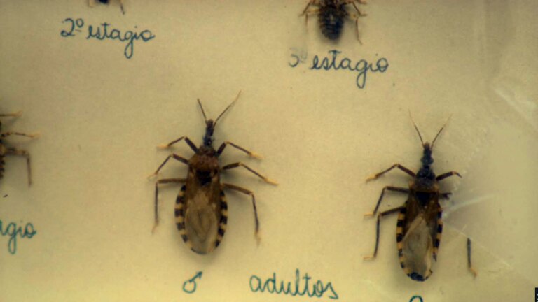 image of assassin bugs