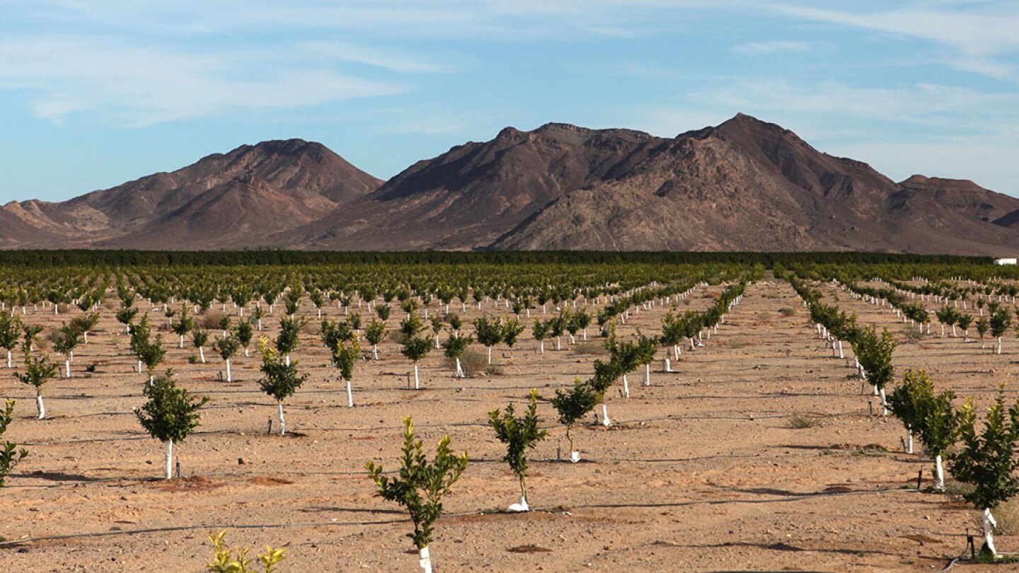Lemon orchard in the Cadiz valley | Photo: Cadiz, Inc.