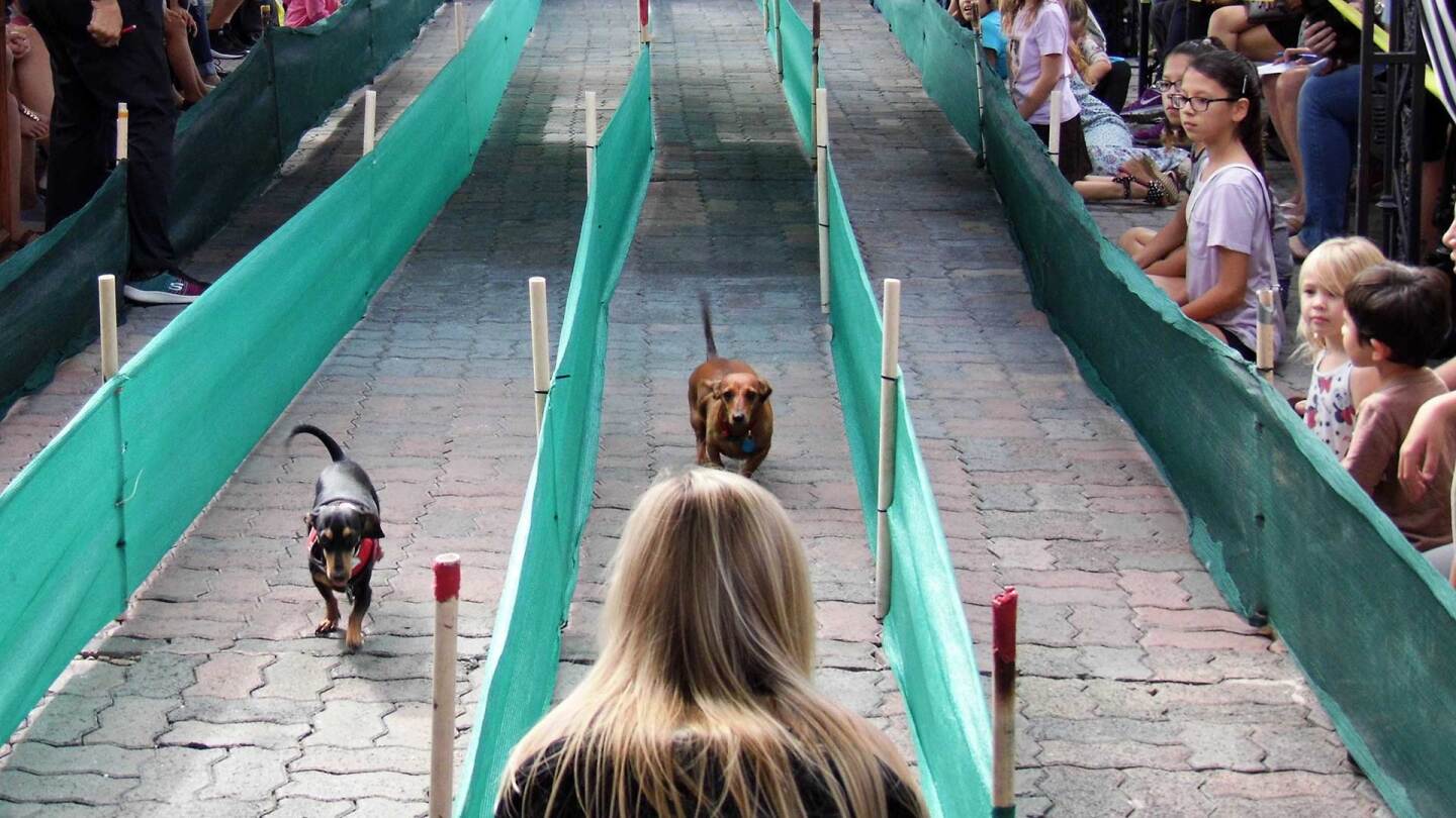 Dachshunds run down a racing lane at a wiener dog race