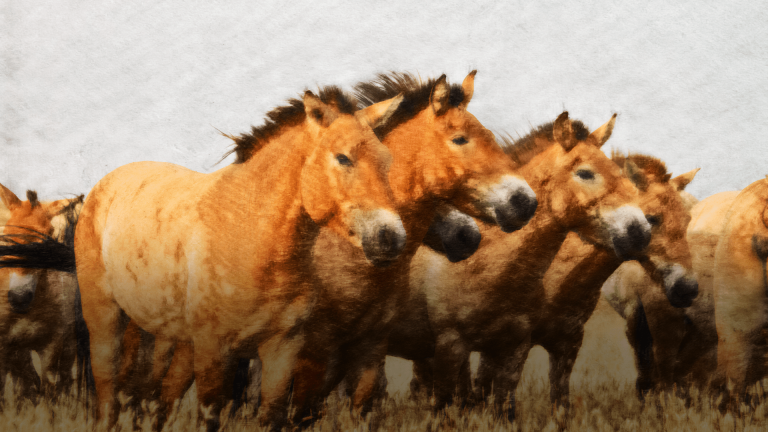 How Horses Went From Food To Friends
