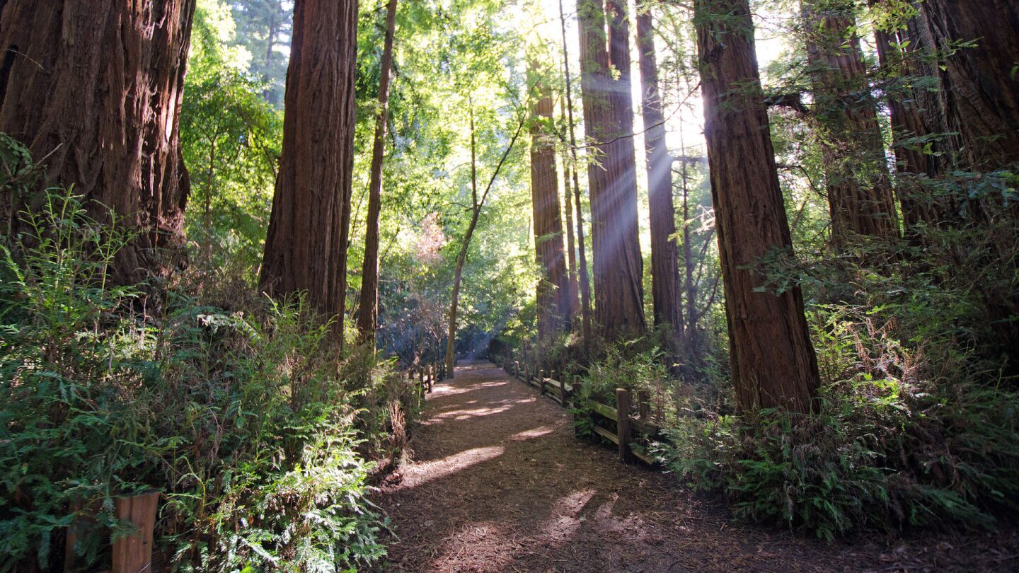 henry cowell redwoods state park