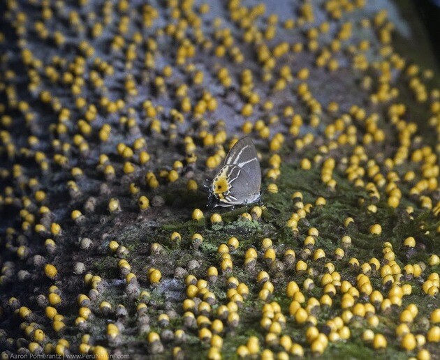 Butterfly-on-Tree-thumb-630x516-100018