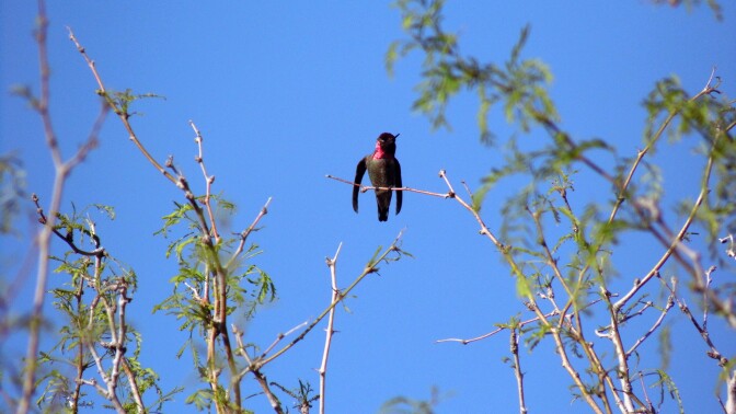 Anna's Hummingbird