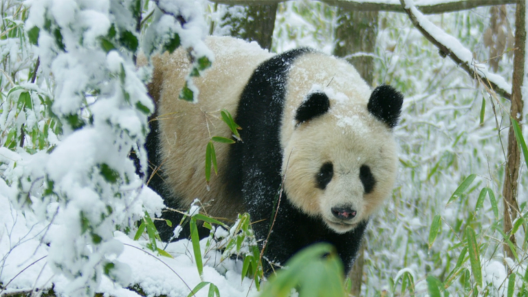 Rare Glimpse of Wild Panda In Heat