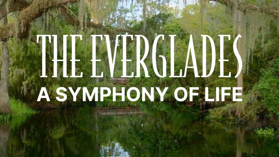 The Everglades: A Symphony of Life