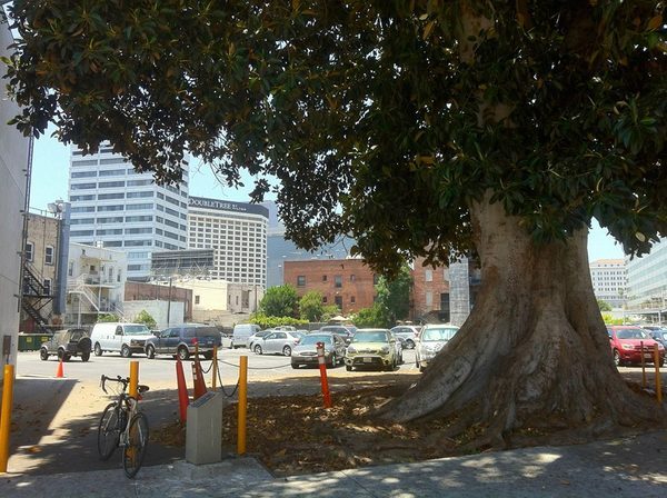 Almost a century-old Aoyama Tree, a city Historic Cultural Monument