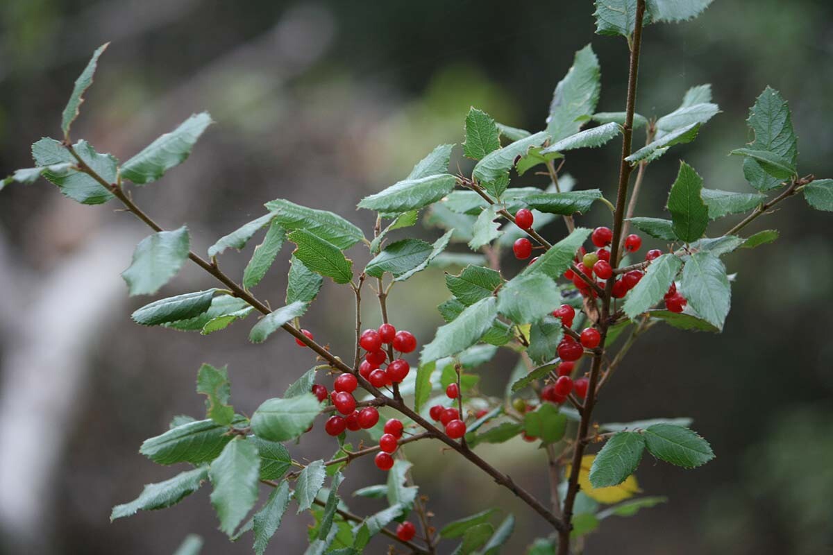 Hollyleaf redberry (Rhamnus ilicifolia) at Griffith Park| Courtesy of Gerry Hans