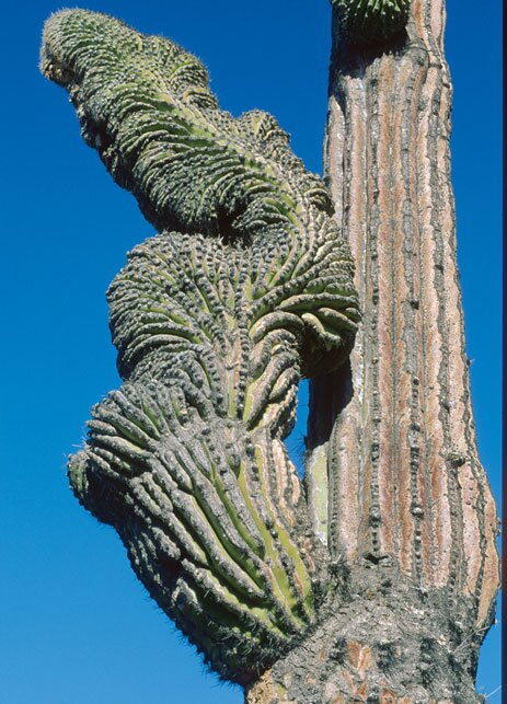 A heavily-crested arm of Pachycereus pringlei near the small town of Cataviña, Baja California, Mexico. 1976.