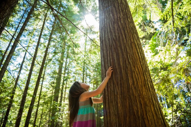 A small child looks up and reaches her hands up at a tall tree