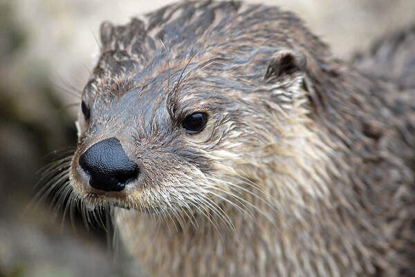 river-otter-closeup-10-25-13-thumb-600x401-62628