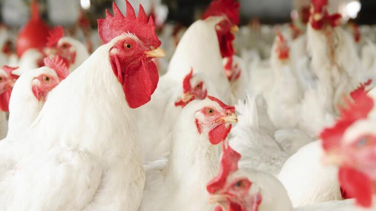 "The Trouble with Chicken" - Preview