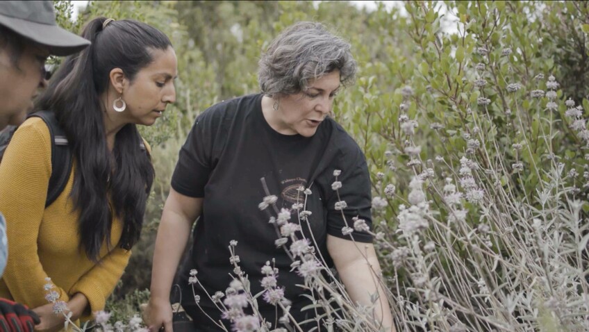 Julie Cordero-Lamb leads a plant walk in Santa Barbara. | Still from "Tending Nature" episode "Holistic Healing with the Syuxtun Collective"