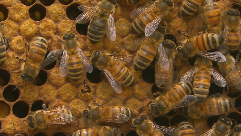 Keep Calm and... Tend to 20,000 Bees | Backyard Nature