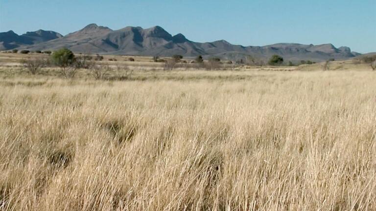 Giant Sacaton Grass