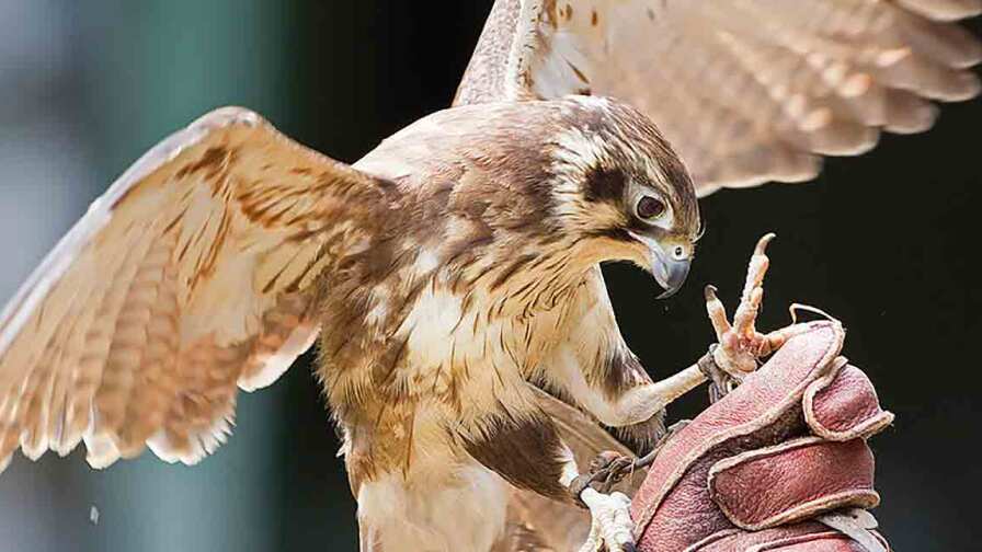 falconry