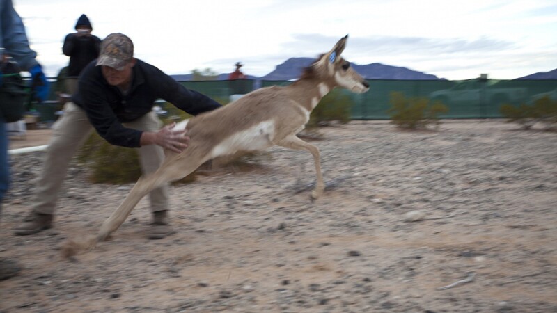 A Sonoran pronghorn is released into the Barry Goldwater Bombing Range in Arizona. Good luck, pal. | Photo: USAF
