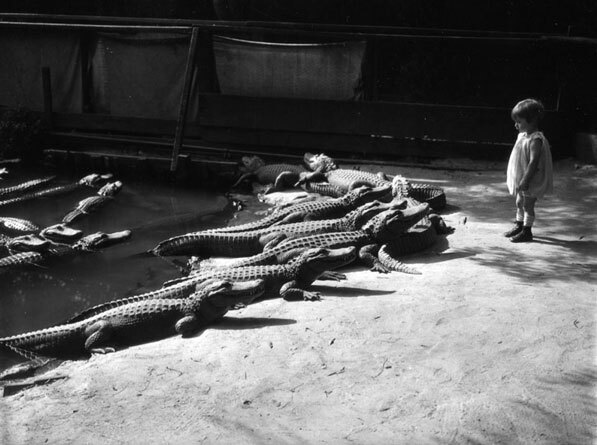 A young child has a close encounter with the alligators at the California Alligator Farm. Courtesy of the Los Angeles Public Library Photograph Collection.