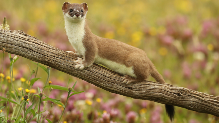 The Mighty Weasel - Preview
